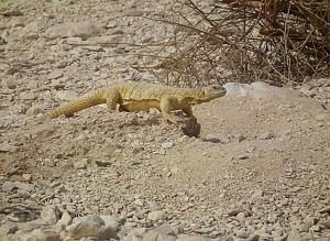 Click image for larger version. 

Name:	DSCF5931.JPG 
Views:	221 
Size:	268.0  
ID:	119467