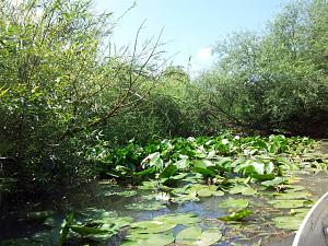 Click image for larger version. 

Name:	yello-nofar2.jpeg 
Views:	204 
Size:	192.7  
ID:	120519
