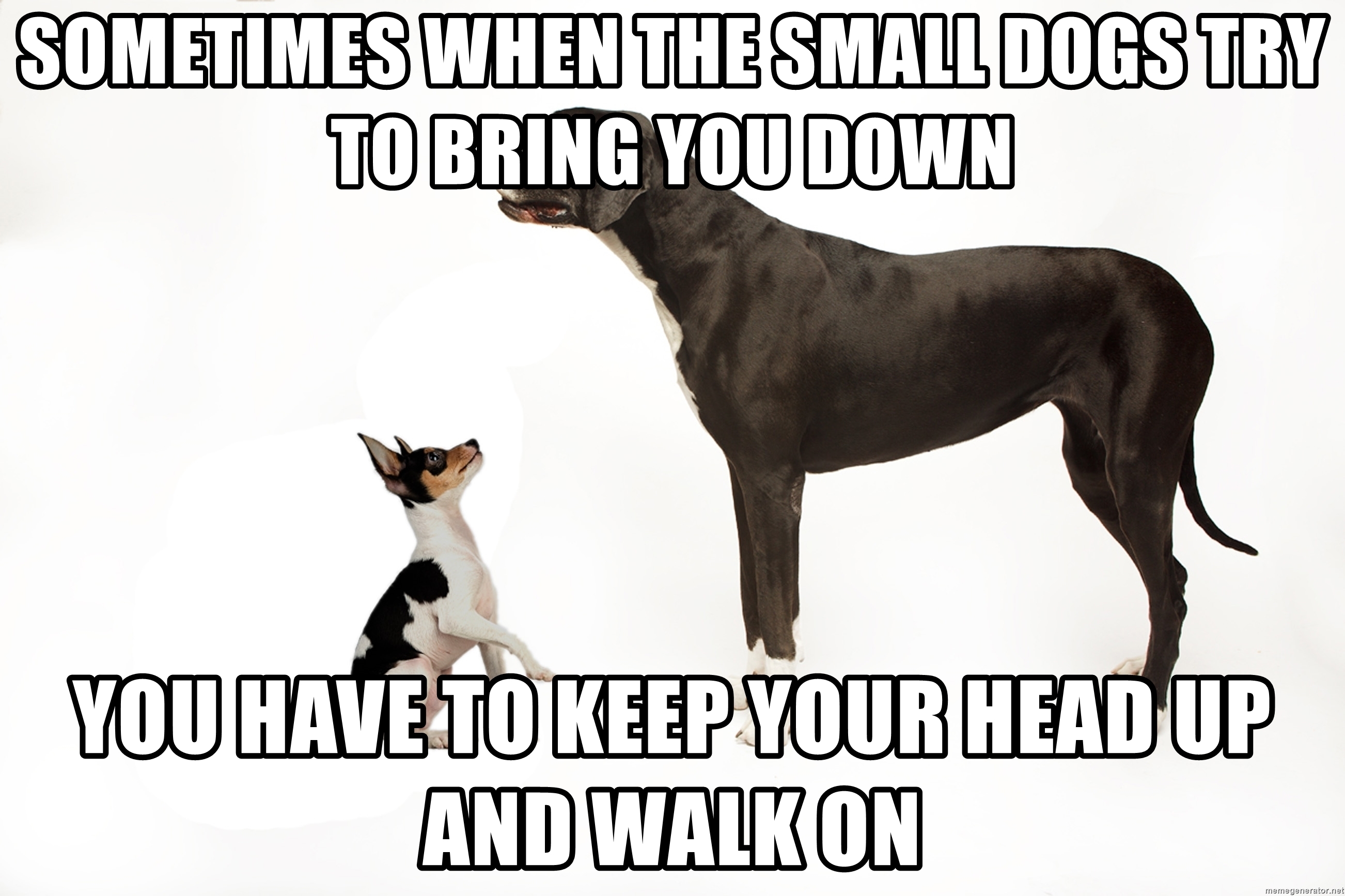 Name:  sometimes-when-the-small-dogs-try-to-bring-you-down-you-have-to-keep-your-head-up-and-walk-on.jpg
Views: 548
Size:  900.3 