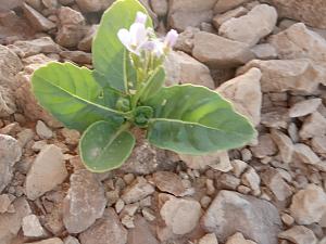 Click image for larger version. 

Name:	IMG-20190426-WA0140.jpg 
Views:	196 
Size:	147.0  
ID:	123913