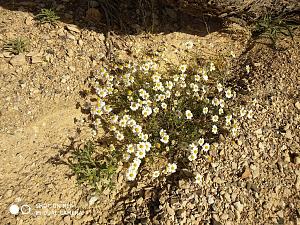 Click image for larger version. 

Name:	IMG_20190426_155140 (Medium).jpg 
Views:	269 
Size:	472.0  
ID:	123930