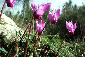 Click image for larger version. 

Name:	DSC03816 (Medium).JPG 
Views:	180 
Size:	231.9  
ID:	127264