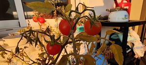 Click image for larger version. 

Name:	IMG_20200725_192109.jpg 
Views:	279 
Size:	61.8  
ID:	130250