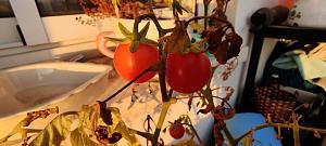 Click image for larger version. 

Name:	IMG_20200725_192119.jpg 
Views:	279 
Size:	56.6  
ID:	130251
