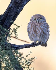 Click image for larger version. 

Name:	IJ6A6084.jpg 
Views:	380 
Size:	389.8  
ID:	130761