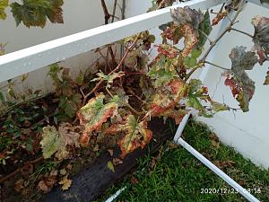 Click image for larger version. 

Name:	gefen1.jpg 
Views:	133 
Size:	247.9  
ID:	132068