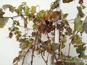 Click image for larger version. 

Name:	gefen2.jpg 
Views:	148 
Size:	282.9  
ID:	132069