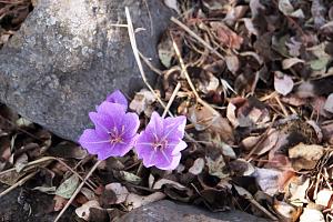 Click image for larger version. 

Name:	DSC05775 (Medium).JPG 
Views:	131 
Size:	270.8  
ID:	135722