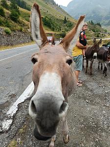 Click image for larger version. 

Name:	donkey.jpg 
Views:	97 
Size:	795.5  
ID:	139574