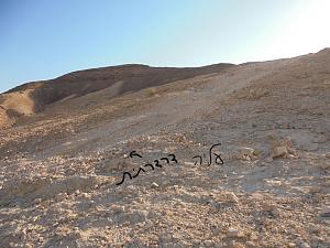 Click image for larger version. 

Name:	02.JPG 
Views:	184 
Size:	295.6  
ID:	146113