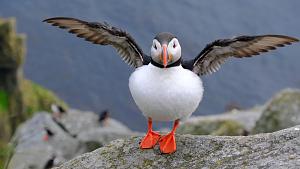 Click image for larger version. 

Name:	Norway-3_446 Puffins-01.JPG 
Views:	59 
Size:	169.4  
ID:	146213