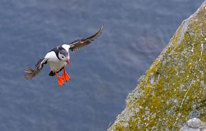 Click image for larger version. 

Name:	Norway-3_452 Puffins-01.JPG 
Views:	61 
Size:	186.8  
ID:	146214