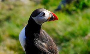 Click image for larger version. 

Name:	Norway-3_565 Puffins 2.JPG 
Views:	63 
Size:	112.9  
ID:	146215