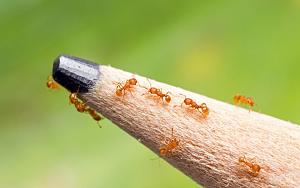 Click image for larger version. 

Name:	Electric-ants-on-a-pencil-tip-1024x640.jpg 
Views:	64 
Size:	73.2  
ID:	149166
