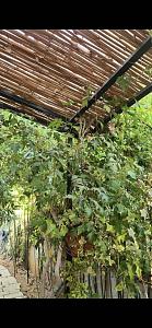 Click image for larger version.&nbsp;

Name:	Screenshot_20260110_104424_WhatsApp.jpg&nbsp;
Views:	62&nbsp;
Size:	109.9 ��������&nbsp;
ID:	150264