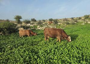 Click image for larger version.&nbsp;

Name:	20260207_161344.jpg&nbsp;
Views:	24&nbsp;
Size:	87.8 ��������&nbsp;
ID:	150593