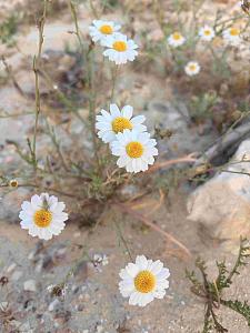 Click image for larger version.&nbsp;

Name:	05 �����.jpg&nbsp;
Views:	26&nbsp;
Size:	778.1 ��������&nbsp;
ID:	150652