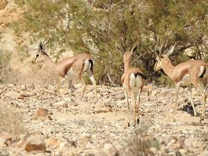 Click image for larger version.&nbsp;

Name:	19 ��� ����.jpg&nbsp;
Views:	24&nbsp;
Size:	1.01 MB&nbsp;
ID:	150660