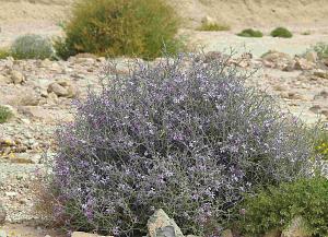 Click image for larger version.&nbsp;

Name:	34 ����� �����.jpg&nbsp;
Views:	22&nbsp;
Size:	1.13 MB&nbsp;
ID:	150664