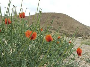Click image for larger version. 

Name:	DSCF0926.JPG 
Views:	211 
Size:	143.5  
ID:	41378