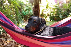 Click image for larger version. 

Name:	Capone.JPG 
Views:	514 
Size:	423.9  
ID:	44519