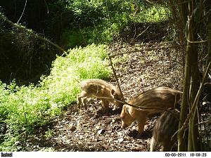 Click image for larger version. 

Name:	oded9PICT0219.JPG 
Views:	225 
Size:	229.4  
ID:	53007