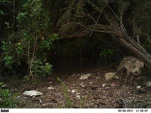 Click image for larger version. 

Name:	PICT0063.JPG 
Views:	233 
Size:	156.9  
ID:	53011