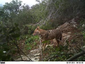 Click image for larger version. 

Name:	מרקוס2PICT0092.JPG 
Views:	201 
Size:	182.5  
ID:	53018