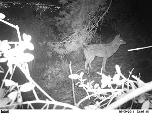 Click image for larger version. 

Name:	מרקוס2PICT0109.JPG 
Views:	201 
Size:	122.8  
ID:	53019