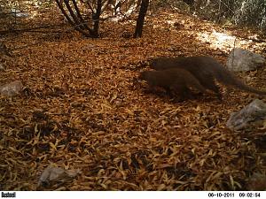 Click image for larger version. 

Name:	PICT0221.JPG 
Views:	210 
Size:	184.1  
ID:	53029