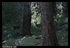 Click image for larger version. 

Name:	DSC_7161.jpg 
Views:	174 
Size:	106.5  
ID:	55736