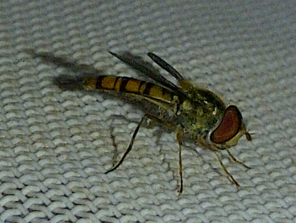 Name:  חבמ.jpg
Views: 270
Size:  113.8 