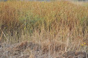 Click image for larger version. 

Name:	baja2011 002.JPG 
Views:	927 
Size:	284.1  
ID:	59222