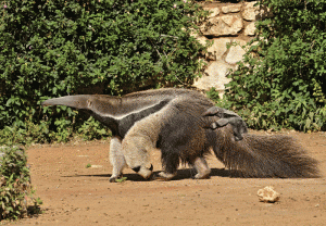 Click image for larger version. 

Name:	דב נמלים.gif 
Views:	864 
Size:	286.3  
ID:	64659