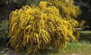 Click image for larger version. 

Name:	acacia_saligna_georges_jansoone_wiki_400x240.jpg 
Views:	197 
Size:	45.5 KB 
ID:	65183
