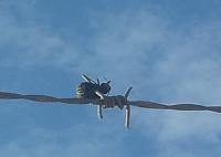 Click image for larger version. 

Name:	murder.jpg 
Views:	139 
Size:	25.8  
ID:	82214