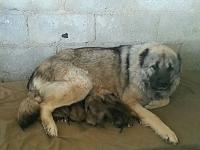 Click image for larger version. 

Name:	IMG-20131219-WA0032.jpg 
Views:	279 
Size:	61.4  
ID:	82978