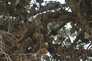 Click image for larger version. 

Name:	.JPG 
Views:	223 
Size:	207.3  
ID:	84521