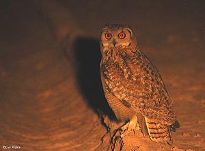 Click image for larger version. 

Name:	 .jpg 
Views:	199 
Size:	146.0  
ID:	84539