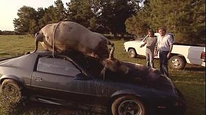 Click image for larger version. 

Name:	TopGear_Cow-on-Roof.jpg 
Views:	217 
Size:	57.3  
ID:	85702
