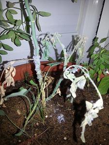 Click image for larger version. 

Name:	20140426_104427.jpg 
Views:	224 
Size:	139.7  
ID:	86789
