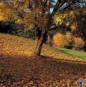 Click image for larger version. 

Name:	avnerbaruch-pgh-2.jpg 
Views:	219 
Size:	442.3  
ID:	93037