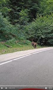Click image for larger version. 

Name:	bear.jpg 
Views:	98 
Size:	93.9  
ID:	139573